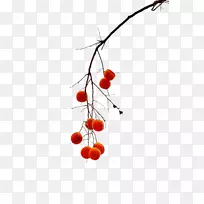 柿子下载水果-金柿子-空若网 柿子下载水果-金柿子-空若网