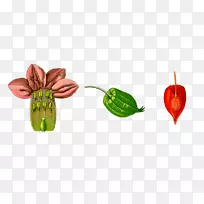 红花果花及果形图-空若网 红花果花及果形图-空若网