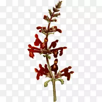 小枝植物茎开花植物-花-空若网 小枝植物茎开花植物-花-空若网