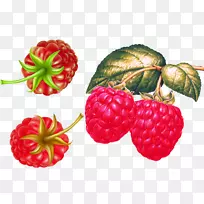 红色覆盆子草莓果实-丰满的覆盆子原料-空若网 红色覆盆子草莓果实-丰满的覆盆子原料-空若网