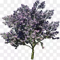 灌木木本植物胡萝卜素有自己的家房地产-空若网 灌木木本植物胡萝卜素有自己的家房地产-空若网