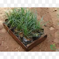 草园草播种-空若网 草园草播种-空若网