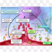 血管生成血管内皮生长因子VEGF受体生理学血管-空若网 血管生成血管内皮生长因子VEGF受体生理学血管-空若网