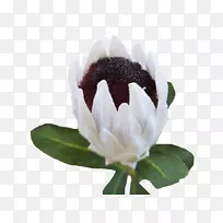 开花植物-蛋白花-空若网 开花植物-蛋白花-空若网