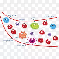 ѭ������ϸ������ϸ������������������-Ѫ����-������