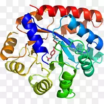 人体首饰有机体线剪贴画线-空若网 人体首饰有机体线剪贴画线-空若网