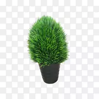 花盆草家庭植物盆栽肉质-空若网 花盆草家庭植物盆栽肉质-空若网