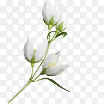 花卉设计,切花,芽,小枝,植物茎设计-空若网 花卉设计,切花,芽,小枝,植物茎设计-空若网