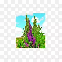 ޹�²ݹ�ľ��-������