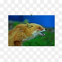 红狐动物鼻子野生动物狐狸新闻-空若网 红狐动物鼻子野生动物狐狸新闻-空若网