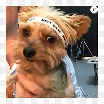 约克郡猎犬,澳大利亚丝毛猎犬,澳大利亚猎犬,诺福克猎犬,诺维奇猎犬-瑟琳娜维利亚姆-空若网 约克郡猎犬,澳大利亚丝毛猎犬,澳大利亚猎犬,诺福克猎犬,诺维奇猎犬-瑟琳娜维利亚姆-空若网