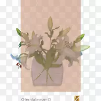 ����ֲ�ﾥ���-������