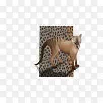 胡须猎豹大猫鼻子猎豹-空若网 胡须猎豹大猫鼻子猎豹-空若网