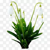 雪滴春花切花植物茎花设计-空若网 雪滴春花切花植物茎花设计-空若网