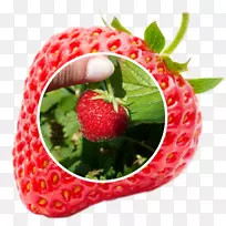 ��ݮ�����ӹ��ڱ�-��ݮ-������