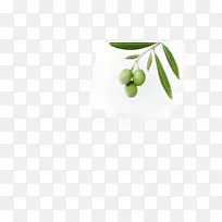 橄榄桌面壁纸电脑超级食品分支-橄榄-空若网 橄榄桌面壁纸电脑超级食品分支-橄榄-空若网