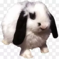 ������Ƥ�ද��-��-������