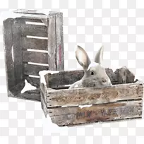 国内兔欧洲兔类动物博客-兔子-空若网 国内兔欧洲兔类动物博客-兔子-空若网