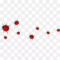 七点瓢虫-空若网 七点瓢虫-空若网