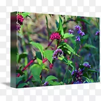 �ݱ�һ����ֲ��Ұ������ֲ��ˮɫ����-������