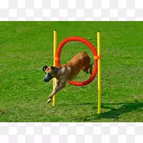 С�������԰Ĵ�����ţ��ѵ������С��-������