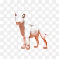 猫狗鼻子爪子猫科猫-空若网 猫狗鼻子爪子猫科猫-空若网