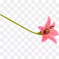 蝴蝶粉红色m开花植物茎-蝴蝶-空若网 蝴蝶粉红色m开花植物茎-蝴蝶-空若网