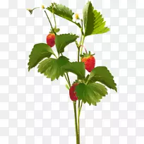 ��ݮ������-�Ĵ�-������