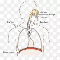 呼吸系统氧胸膈肌二氧化碳功能.鼻子-空若网 呼吸系统氧胸膈肌二氧化碳功能.鼻子-空若网