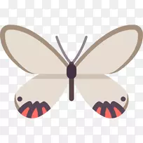 帝王蝶蛾刷足蝴蝶昆虫蝴蝶-空若网 帝王蝶蛾刷足蝴蝶昆虫蝴蝶-空若网