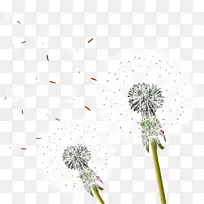 蒲公英-空若网 蒲公英-空若网