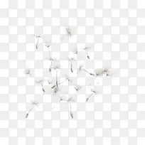 白色蒲公英-空若网 白色蒲公英-空若网