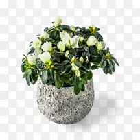 切花、花盆、室内植物、开花植物-金丝杜鹃-空若网 切花、花盆、室内植物、开花植物-金丝杜鹃-空若网