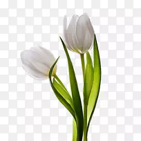 郁金香花-郁金香-空若网 郁金香花-郁金香-空若网