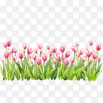 郁金香花-郁金香-空若网 郁金香花-郁金香-空若网