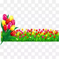 艺术插图-郁金香-空若网 艺术插图-郁金香-空若网