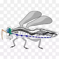 昆虫循环系统血淋巴昆虫形态-昆虫-空若网 昆虫循环系统血淋巴昆虫形态-昆虫-空若网