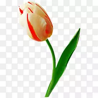 郁金香花夹艺术-郁金香-空若网 郁金香花夹艺术-郁金香-空若网