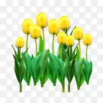 郁金香切花插画-郁金香-空若网 郁金香切花插画-郁金香-空若网