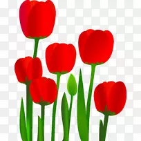 郁金香花-郁金香-空若网 郁金香花-郁金香-空若网