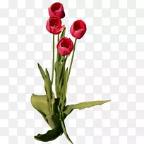 郁金香花卉设计-空若网 郁金香花卉设计-空若网