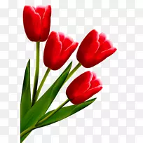 郁金香画花线艺术-郁金香-空若网 郁金香画花线艺术-郁金香-空若网