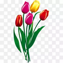 郁金香花-郁金香-空若网 郁金香花-郁金香-空若网