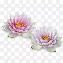 埃及莲花-空若网 埃及莲花-空若网