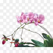 飞蛾兰切花花卉设计植物茎花-空若网 飞蛾兰切花花卉设计植物茎花-空若网