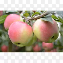 ��ȻʳƷ����ʳƷ���������ʲʵ����-����-������