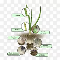 草科-空若网 草科-空若网