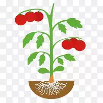 ����ֲ�ﾥ����ֲ��廨����-������