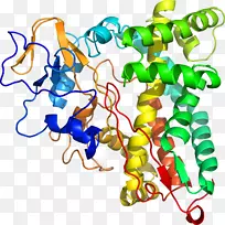 人体首饰有机体线剪贴画线-空若网 人体首饰有机体线剪贴画线-空若网