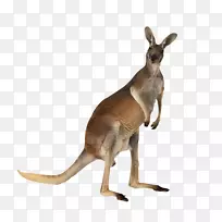 澳大利亚袋鼠肉-英语,英语-澳大利亚袋鼠-空若网 澳大利亚袋鼠肉-英语,英语-澳大利亚袋鼠-空若网